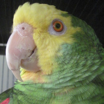 Turnell the Yellow cheeked Amaozn.